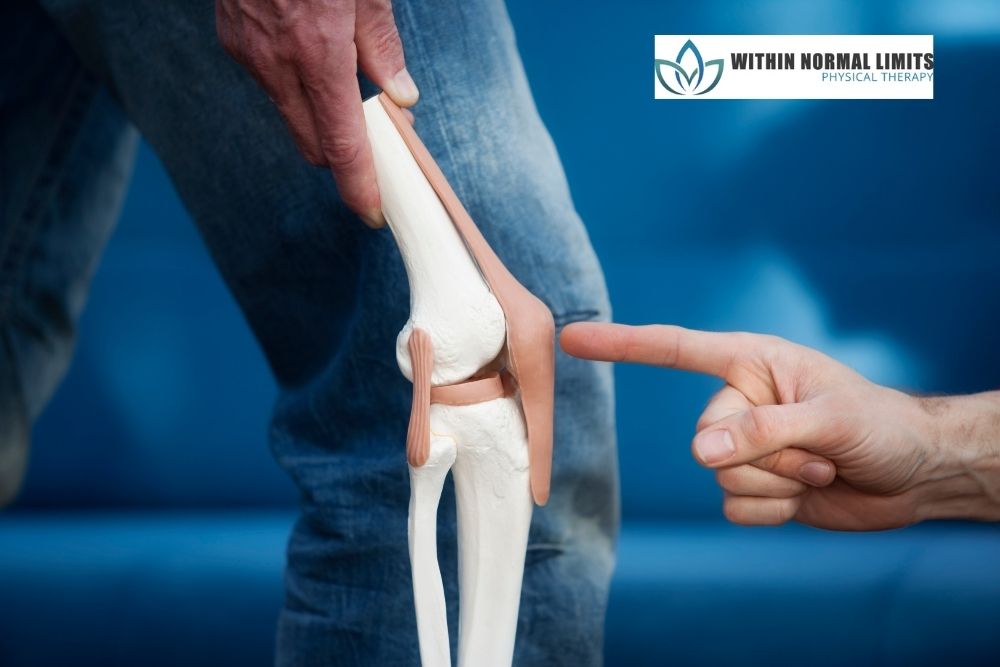 A person holds a knee joint model while another hand points at it; a "Within Normal Limits Physical Therapy" logo is in the corner.