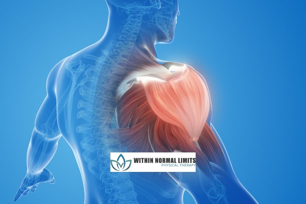 A transparent view of an upper body highlights the shoulder muscles, with a physical therapy clinic logo at the bottom center. A transparent view of an upper body highlights the shoulder muscles, with a physical therapy clinic logo at the bottom center.